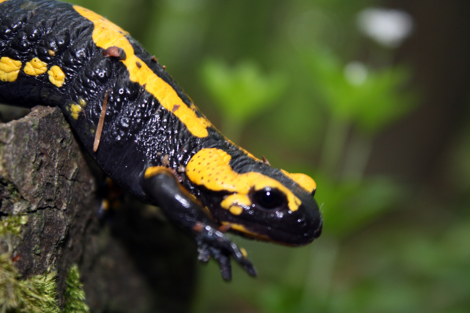 Feuersalamander im Wald