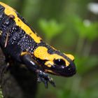 Feuersalamander im Wald