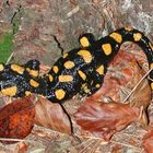 Feuersalamander im Wald