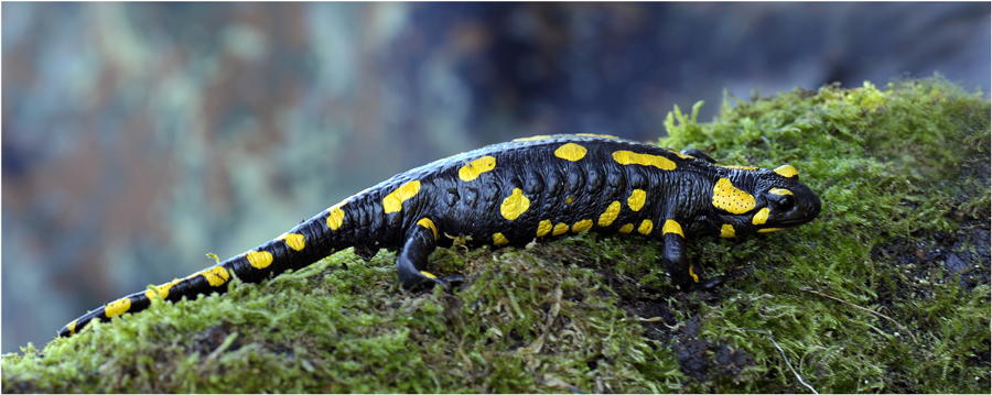 Feuersalamander in der Brunnstube