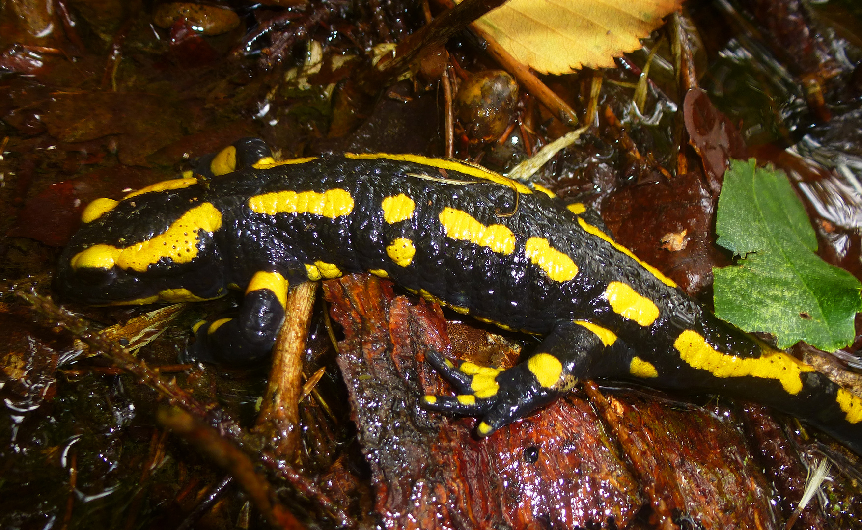 Feuersalamander in einem Bach