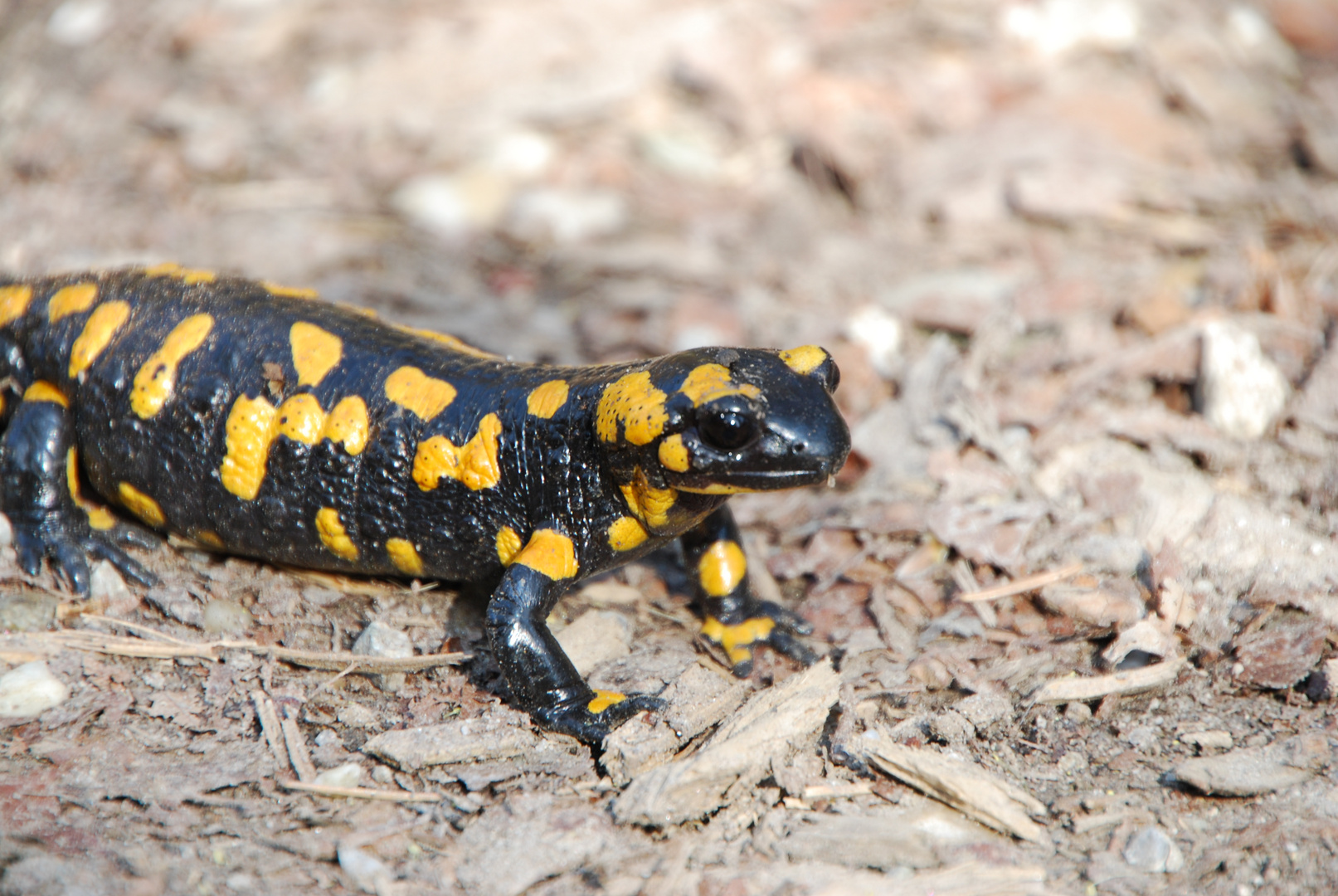 Feuersalamander in freier Wildbahn