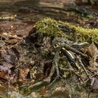 Feuersalamander in ihrem Lebensraum