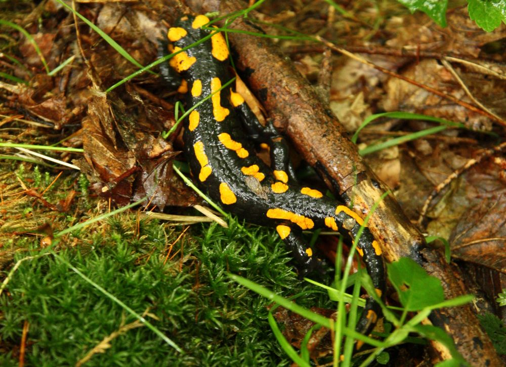 Feuersalamander in natürlicher Umgebung