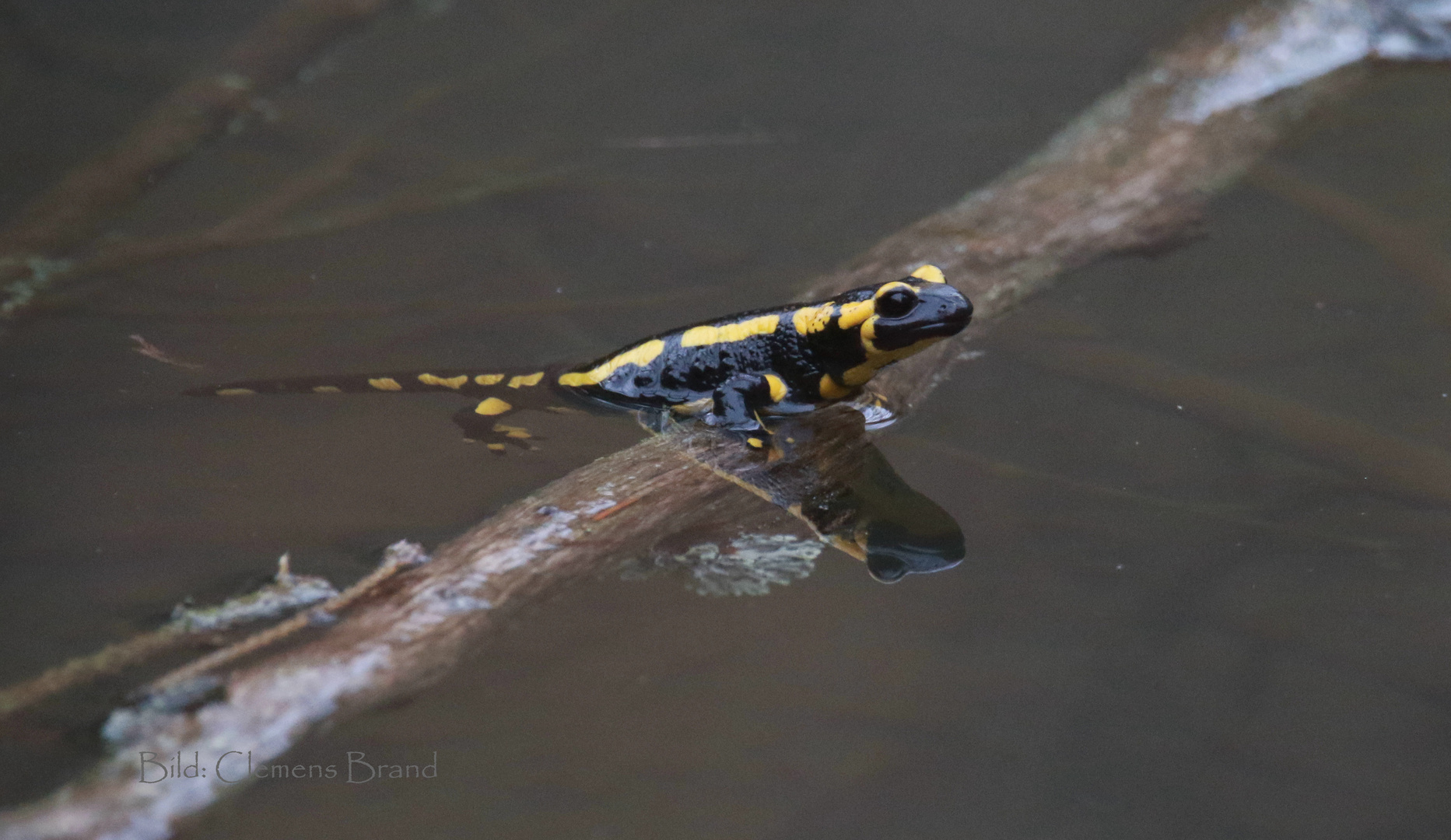 Feuersalamander mit Spiegelung 