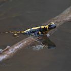 Feuersalamander mit Spiegelung 