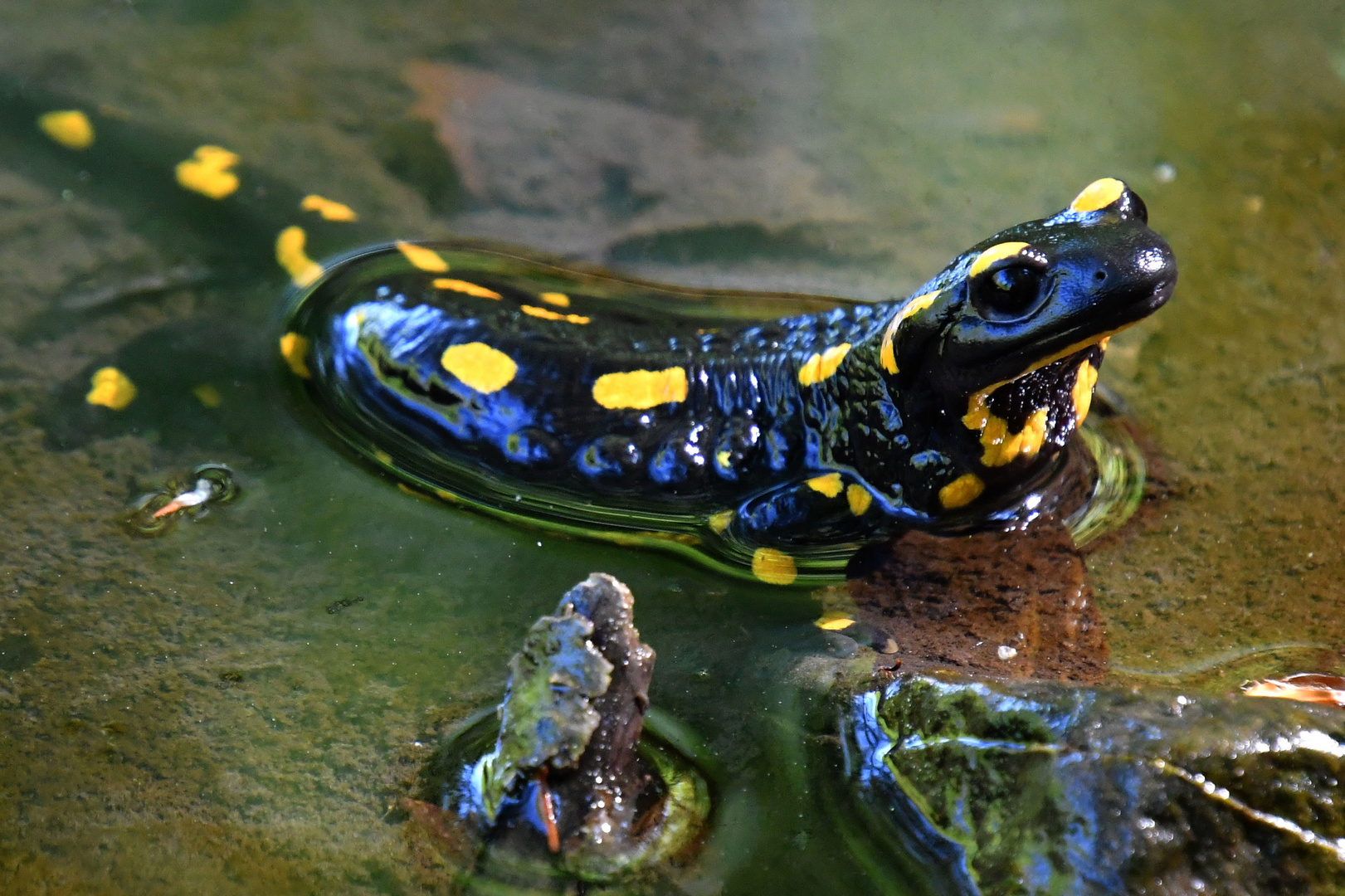 Feuersalamander nach Regenfällen im Waldlbach