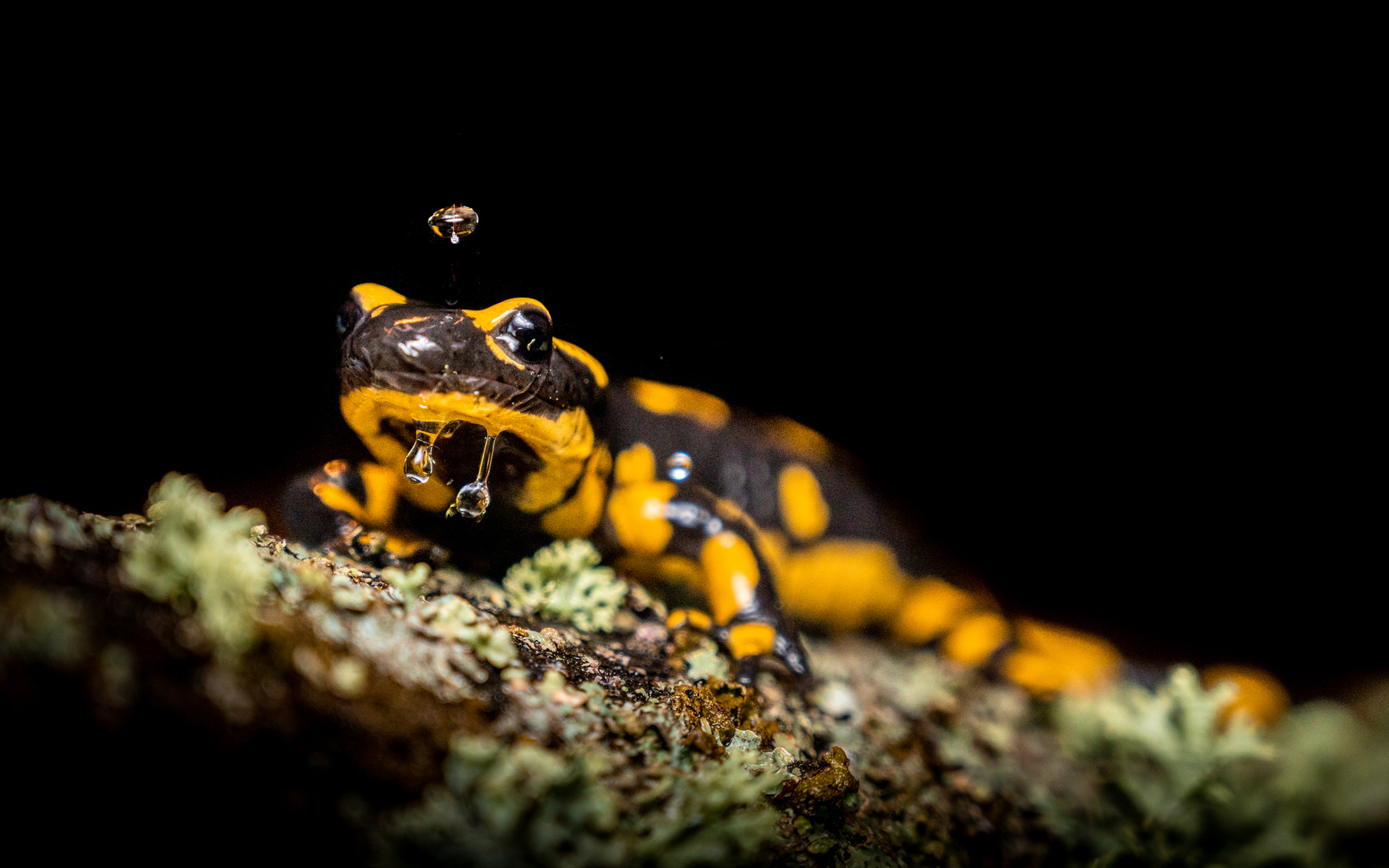 Feuersalamander nachts im Regen