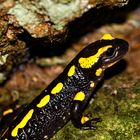 Feuersalamander Nr.4 in seiner Höhle