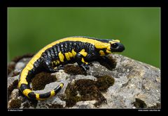 Feuersalamander • Ostalbkreis, Baden-Württemberg, Deutschland (40-22078)