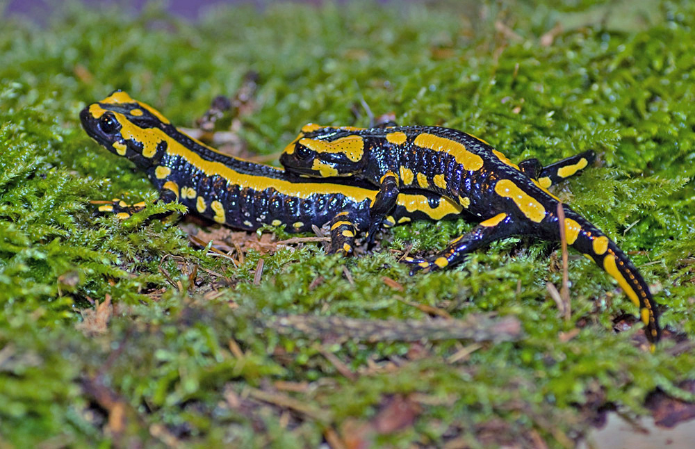 FeuersalamanderPaarung Foto & Bild natur, wildlife, feuersalamander