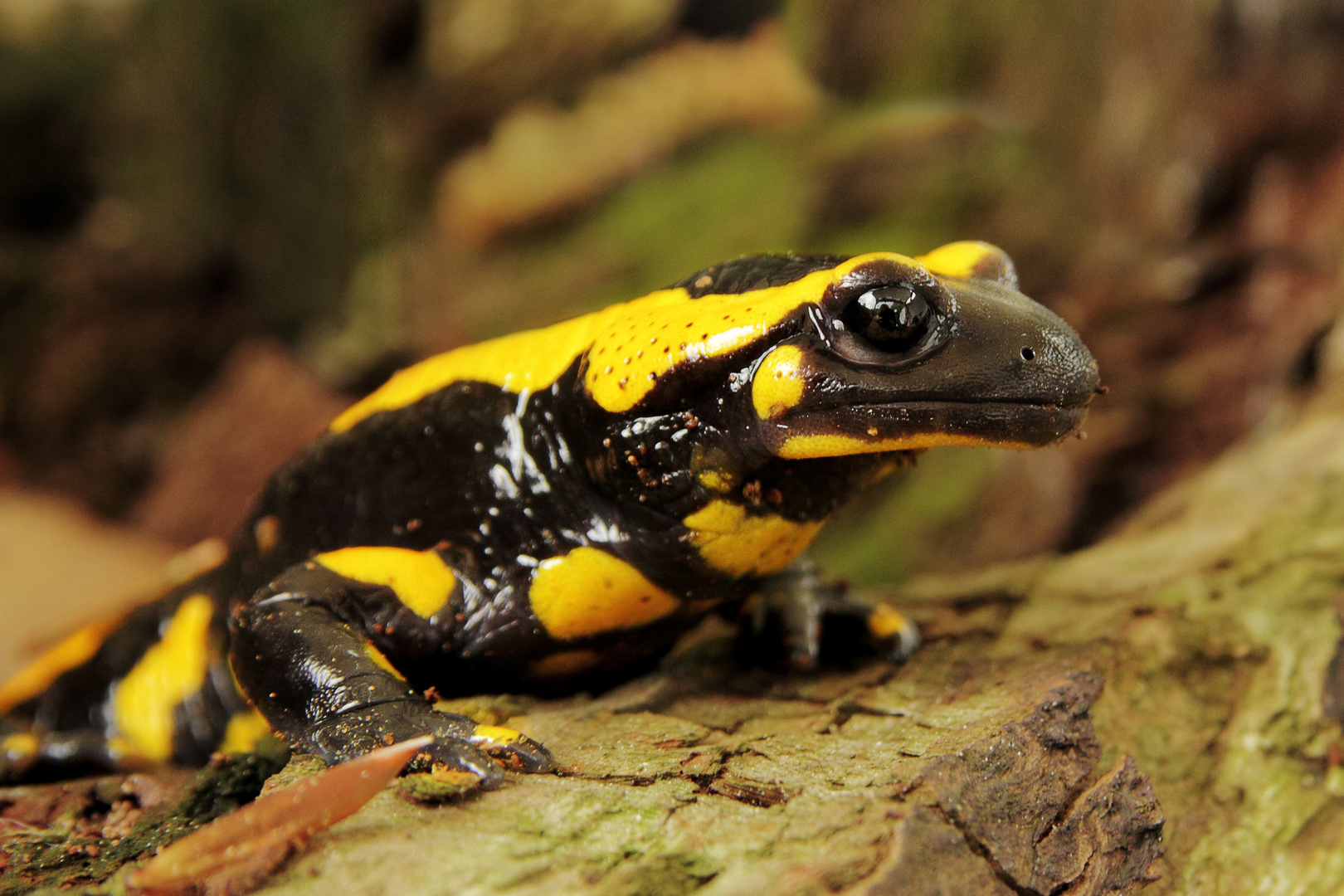 Feuersalamander, Portait