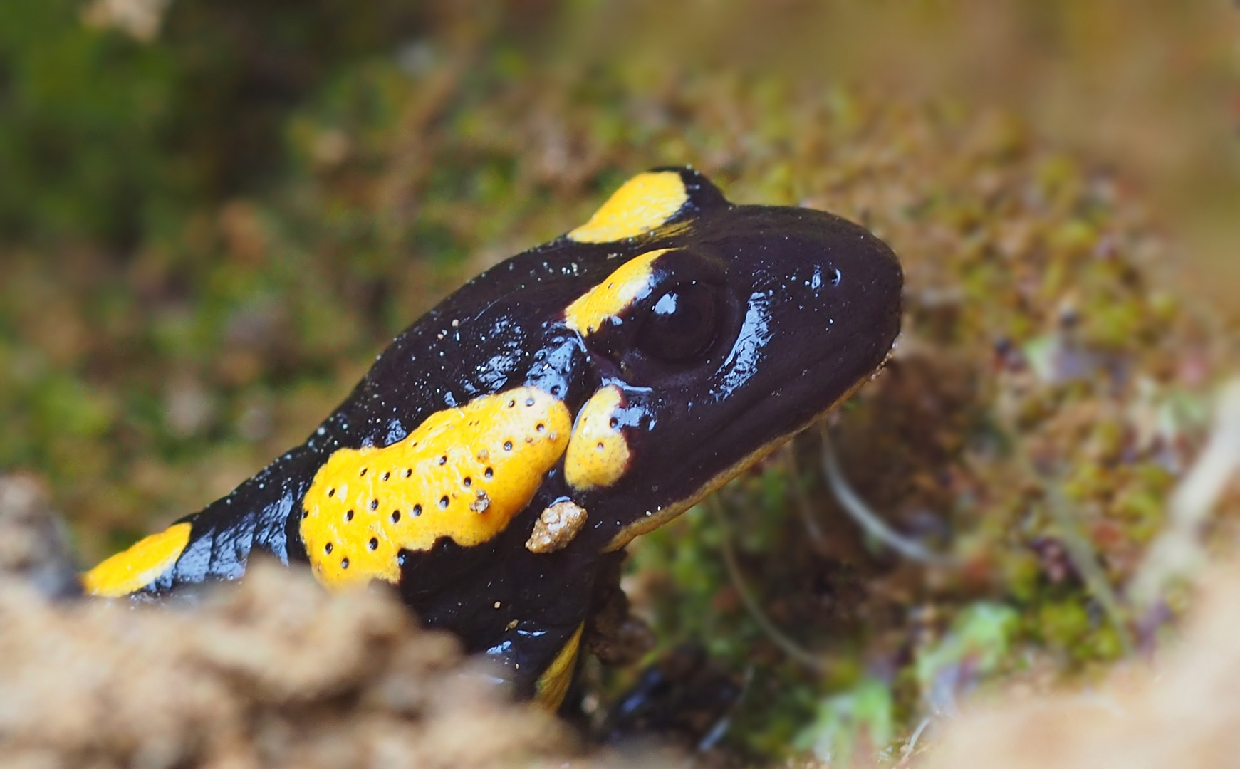 Feuersalamander  -  Portrait