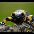 Feuersalamander (Portrait) • Ostalbkreis, Baden-Württemberg, Deutschland (40-22082)