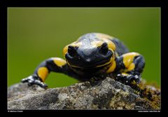 Feuersalamander (Portrait) • Ostalbkreis, Baden-Württemberg, Deutschland (40-22082)