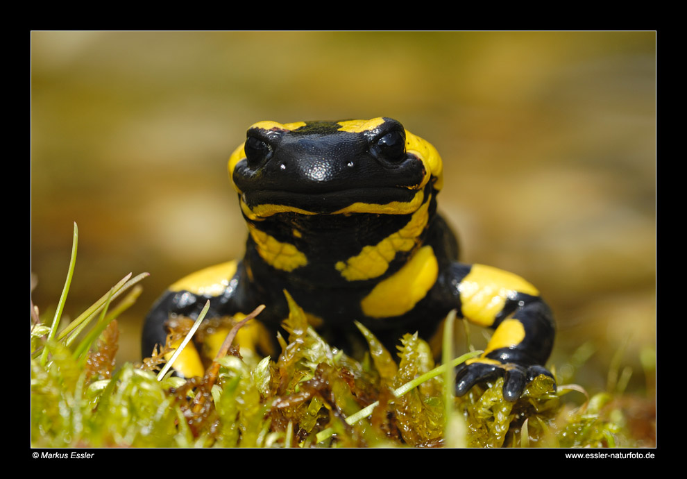 Feuersalamander (Portrait) • Ostalbkreis, Baden-Württemberg, Deutschland (40-22091)