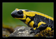 Feuersalamander (Portrait) • Ostalbkreis, Baden-Württemberg, Deutschland (40-22106)