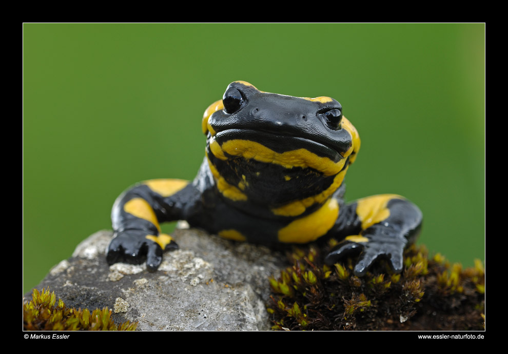 Feuersalamander (Portrait) • Ostalbkreis, Baden-Württemberg, Deutschland (40-22108)