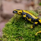 Feuersalamander ( salamandra salamandra )