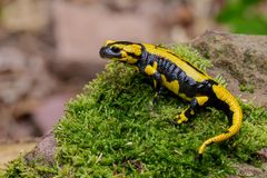 Feuersalamander ( salamandra salamandra )