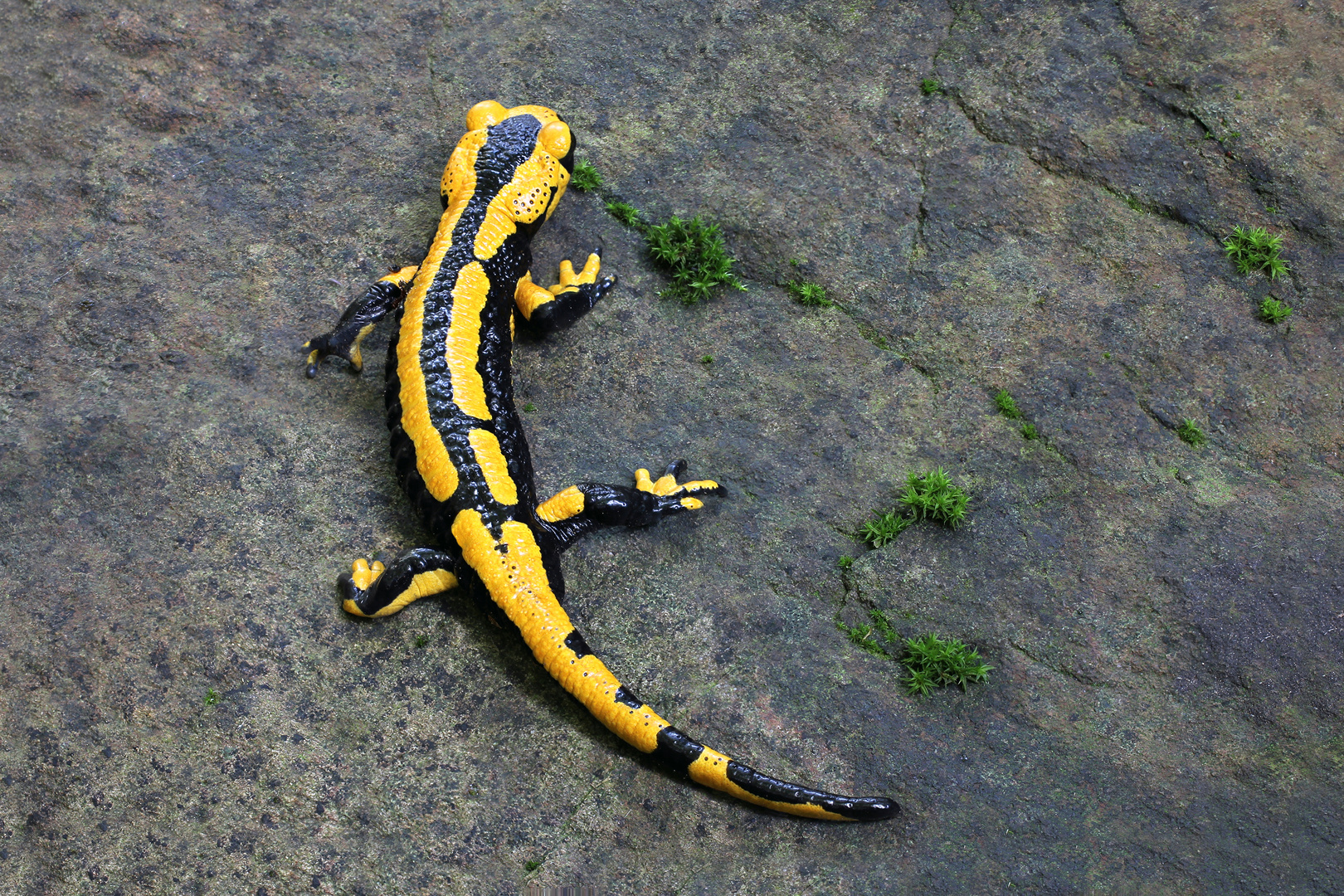 Feuersalamander (Salamandra salamandra)