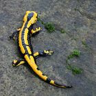 Feuersalamander (Salamandra salamandra)