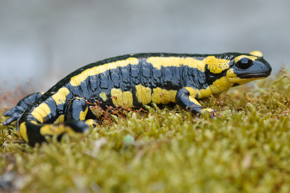 Feuersalamander (Salamandra salamandra)