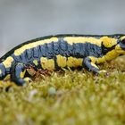 Feuersalamander (Salamandra salamandra)