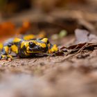 Feuersalamander (Salamandra salamandra)