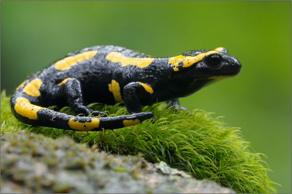 Feuersalamander (Salamandra salamandra)