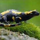 Feuersalamander (Salamandra salamandra)