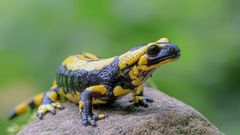 Feuersalamander ( salamandra salamandra )