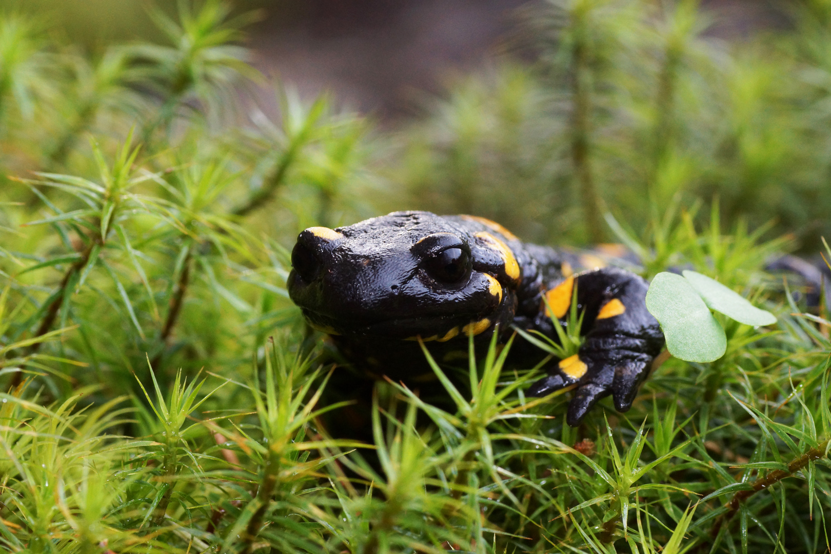  Feuersalamander (Salamandra salamandra)