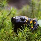  Feuersalamander (Salamandra salamandra)