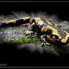 Feuersalamander (Salamandra salamandra)