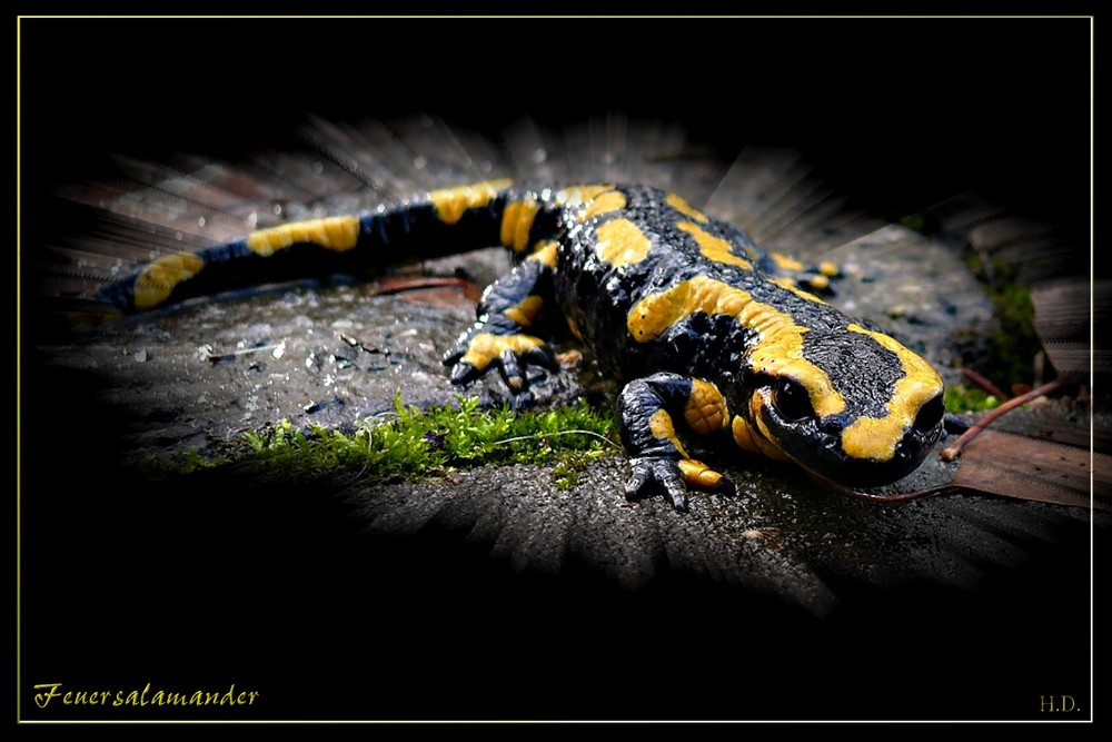 Feuersalamander (Salamandra salamandra)