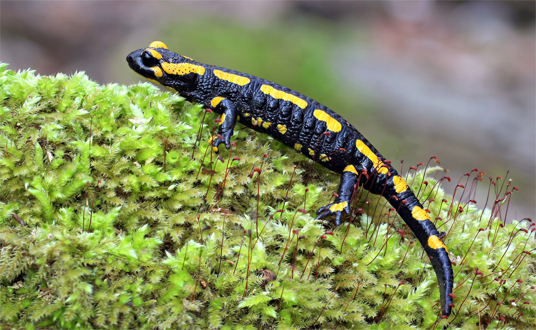 Feuersalamander (Salamandra salamandra)