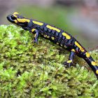 Feuersalamander (Salamandra salamandra)