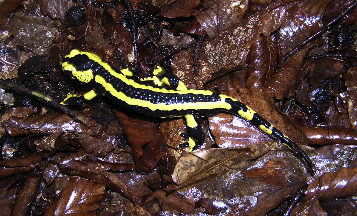 Feuersalamander (Salamandra salamandra) 