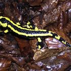 Feuersalamander (Salamandra salamandra) 