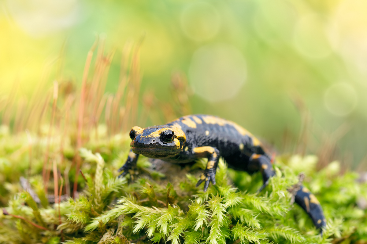 Feuersalamander Salamandra salamandra