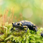 Feuersalamander Salamandra salamandra