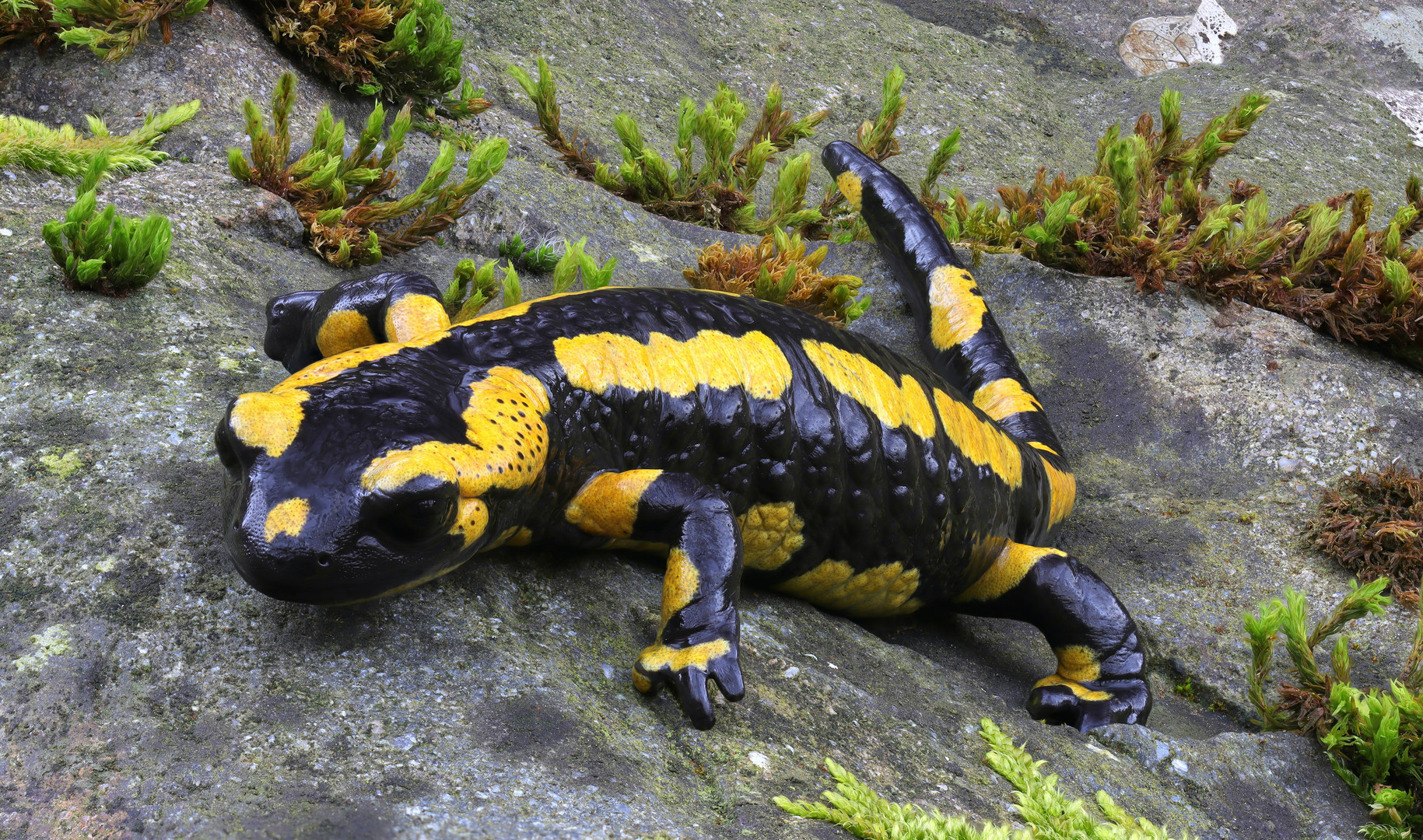 Feuersalamander (Salamandra Salamandra)