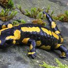 Feuersalamander (Salamandra Salamandra)