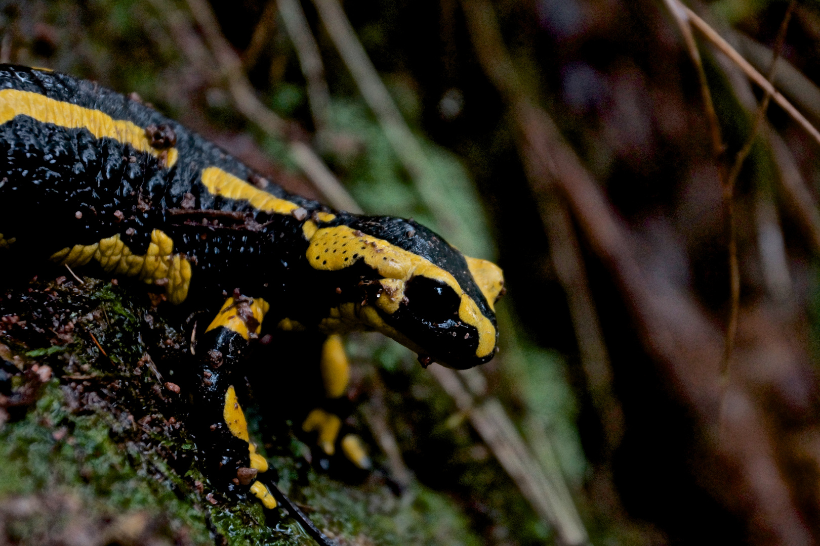 Feuersalamander (Salamandra salamandra)