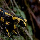 Feuersalamander (Salamandra salamandra)