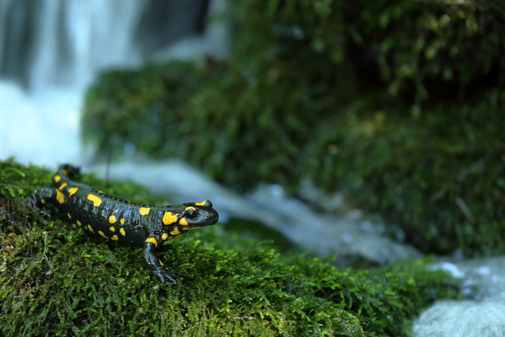 Feuersalamander - Salamandra salamandra