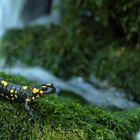 Feuersalamander - Salamandra salamandra