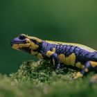 Feuersalamander ( salamandra salamandra )