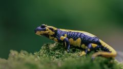 Feuersalamander ( salamandra salamandra )